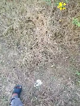 Snapshot of rameshmry1 chatting on 03-21-26, 12:20 rameshmry1 online show from 03-21-26, 12:20