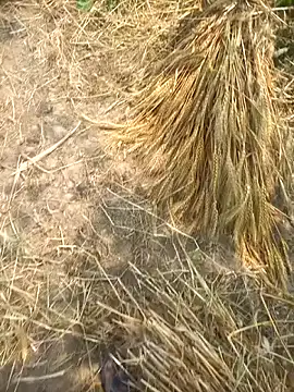 FinableKnee online show from 04-08-26, 05:31