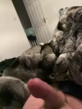 Furdale online show from 11-26-25, 05:24