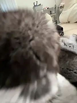 Furdale online show from 03-03-26, 03:30