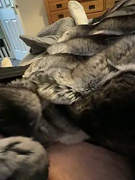 Furdale online show from 03-24-26, 04:18