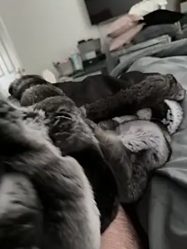 Furdale online show from 10-30-25, 02:14