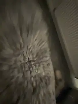 Furdale online show from 01-17-25, 05:19