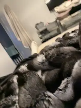 Furdale online show from 02-26-26, 05:24