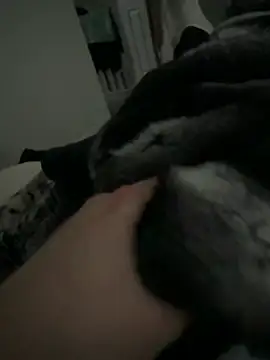 Furdale online show from 02-02-26, 02:49