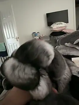 Furdale online show from 11-10-25, 02:44