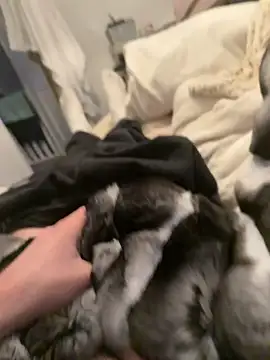 Furdale online show from 02-04-26, 04:35