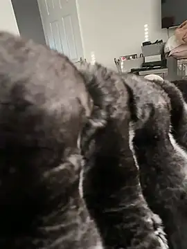 Furdale online show from 02-23-26, 03:56