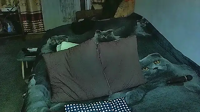 sex2 online show from 09-29-25, 05:40