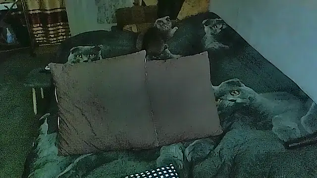 sex2 online show from 10-30-25, 07:00