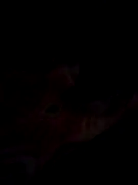 Jeck leo online show from 03-14-25, 06:07