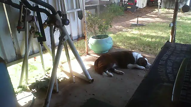 Snapshot of herbie010666 chatting on 05-24-26, 04:12 herbie010666 online show from 05-24-26, 04:12