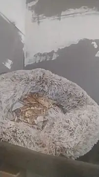 247Srokin online show from 12-19-25, 07:33