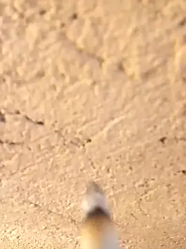 Alwinafox online show from 01-12-25, 09:40