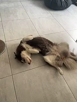 Snapshot of cutesarah_ chatting on 01-26-25, 04:30 cutesarah  online show from 01-26-25, 04:30