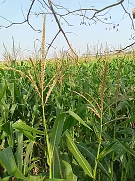 kummuduabbai online show from 04-12-26, 04:05