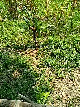 kummuduabbai online show from 04-26-26, 05:05