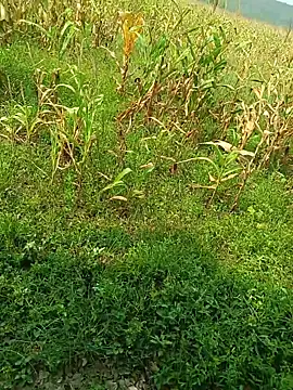 kummuduabbai online show from 04-28-26, 09:24