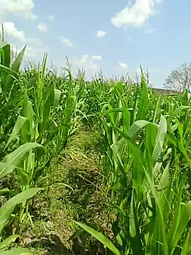 kummuduabbai online show from 03-19-26, 07:41