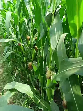 kummuduabbai online show from 03-25-26, 07:52