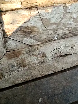 kummuduabbai online show from 03-03-26, 09:27