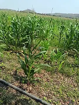 kummuduabbai online show from 03-27-26, 05:38