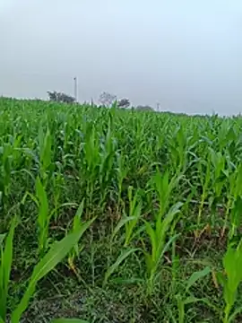 kummuduabbai online show from 03-11-26, 01:10