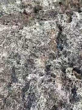 Snapshot of Gopal1243 chatting on 02-11-25, 03:50 Gopal1243 online show from 02-11-25, 03:50