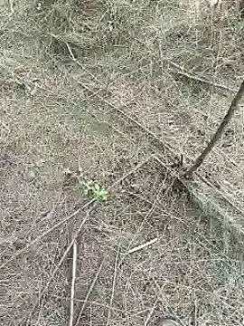 Snapshot of Gopal1243 chatting on 02-15-25, 09:27 Gopal1243 online show from 02-15-25, 09:27