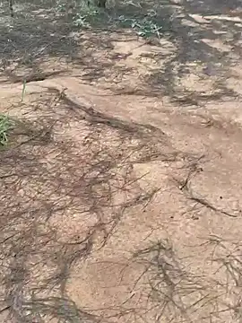 Snapshot of Gopal1243 chatting on 10-09-25, 02:01 Gopal1243 online show from 10-09-25, 02:01