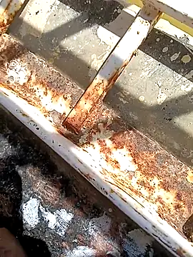 hOrnybOy 369 online show from 11-13-25, 08:07