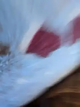 DauerGeilDaddy online show from 03-06-25, 08:30