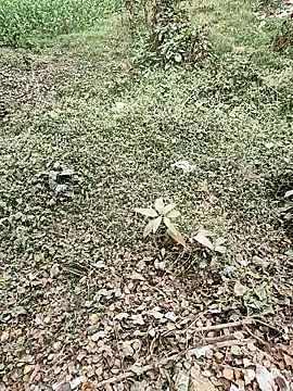 COUPLLE VILLAGE online show from 12-19-25, 03:21